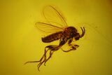 Two Fossil Flies (Diptera) In Baltic Amber #150706-2